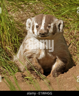 Amerikanischer Dachs (Taxidea Taxus) in seiner Höhle im südlichen Saskatchewan Stockfoto