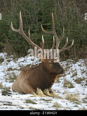 Elche (Cervus Canadensis) in Prince Albert National Park, Saskatchewan, Kanada Stockfoto