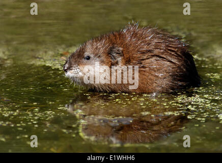 Bisamratte (Ondatra Zibethicus) in einem Teich in der Nähe von Saskatoon, Saskatchewan Stockfoto