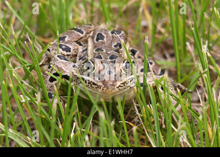 Nördlichen Leopard Frog (Lithobates Pipiens) an Saskatchewan Landung Provincial Park Stockfoto