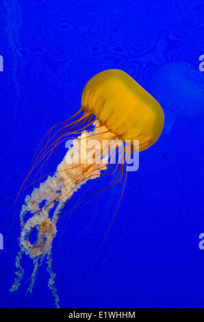 Meer Brennnessel Chrysaora Quinquecirrha im Shaw Ocean Discovery Centre Aquarium marine Bildung centre im britischen Sidney Stockfoto