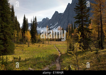 Lärchenwiesen im Herbst unter Numa Pass über Floe See, Kootenay National Park, Britisch-Kolumbien, Kanada Stockfoto