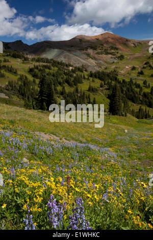 Wildblumenwiesen und Taylor Peak, südlichen Chilcotins Britisch-Kolumbien, Kanada Stockfoto