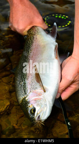 Regenbogen Forellen Fliegenfischen Stockfoto