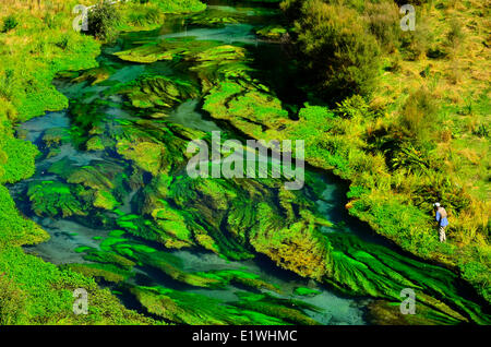 Waihou River New Zealand Forellen Angler Frühling Bäche Stockfoto