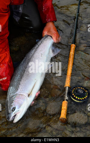 Steelhead, Oncorhynchus Mykiss, gefangen von Spey Casting Stockfoto