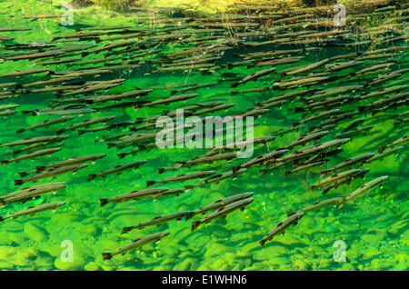 Sommer laufen Steelhead, Oncorhynchus Mykiss, Steamboat Creek Oregon Stockfoto