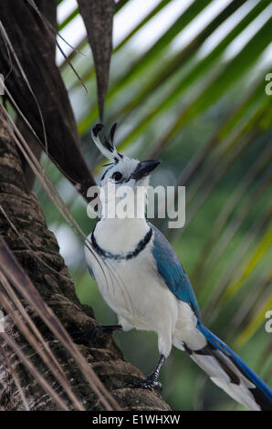 Weiße-throated Magpie-Jay Calocitta Formosa ist eine große zentralamerikanischen Jay-Spezies in Playa Santa Teresa Provinz Puntarenas Stockfoto