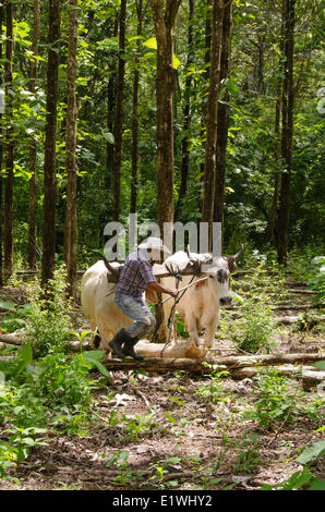 Selektiver Holzeinschlag mit Ochsen in Provinz Puntarenas, Costa Rica. Stockfoto