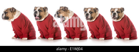 englische Bulldogge tragen rote Pullover Gähnen nacheinander auf weißem Hintergrund Stockfoto