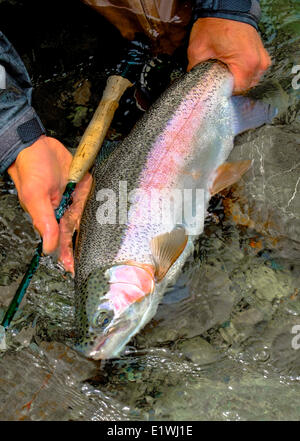 Forelle, Oncorhynchus Mykiss, Fliegenfischen Stockfoto