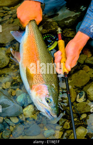 Forelle, Oncorhynchus Mykiss, Fliegenfischen Stockfoto