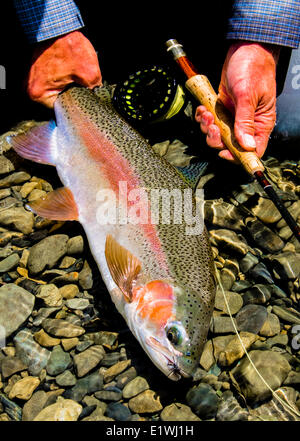 Forelle, Oncorhynchus Mykiss, Fliegenfischen Stockfoto