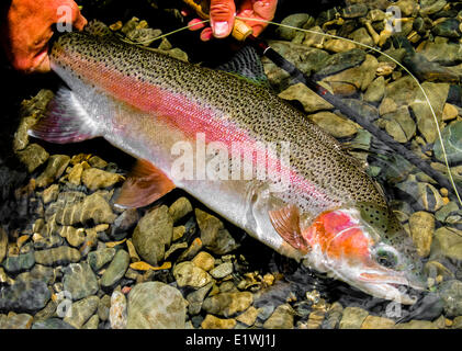 Forelle, Oncorhynchus Mykiss, Fliegenfischen Stockfoto