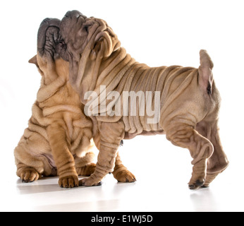 zwei Hunde spielen kämpfen - chinesischen Shar pei Welpen isoliert auf weißem Hintergrund - 4 Monate alt Stockfoto