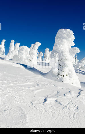 Schnee-Geister oder schneebedeckte Bäume am Mt. Washington, British Columbia, Kanada Stockfoto