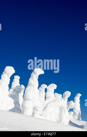 Schnee-Geister oder schneebedeckte Bäume am Mt. Washington, British Columbia, Kanada Stockfoto