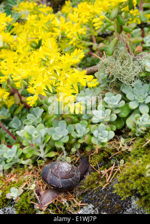 Nicht identifizierte Landschnecken pulvrige Dudleya Dudleya Farinosa ist eine Sukkulente, bekannt auch pulverförmige bluff Salat Stockfoto