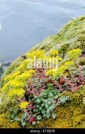 Pulverförmige Dudleya Dudleya Farinosa ist eine Sukkulente, bekannt auch bluff Kopfsalat, pulvrige Liveforever, Britisch-Kolumbien, Kanada Stockfoto