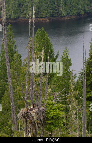 Weißkopfseeadler Haliaeetus Leucocephalus, Erwachsene und junge im Nest, Britisch-Kolumbien, Kanada Stockfoto
