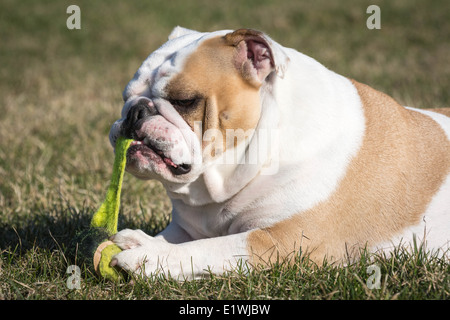 englische Bulldogge mit Tennisball draußen auf der Wiese spielen Stockfoto