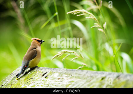 Eine Zeder Seidenschwanz thront auf einer Brücke in Minnekhada Regional Park, Coquitlam, BC. Stockfoto