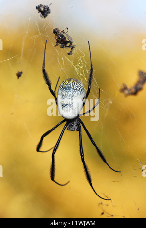 GROßE SPINNE ON WEB. NEPHILA FENESTRATA. GOLDEN ORB WEB SPIDER, SCHWARZEN BEINEN NEPHILA Stockfoto