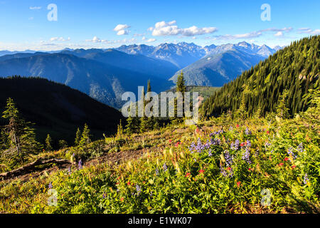 Wildblumen auf Idaho Peak, mit einem Blick Richtung Norden auf Ziege Bereich Provincial Park, in der Nähe von New Denver und Kaslo, British Columbia. Stockfoto