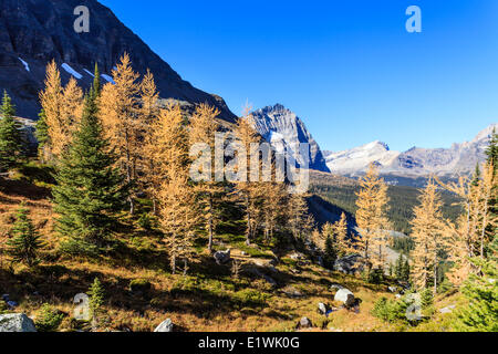 Gelben Lärchen auf dem Opabin West Trail am Lake O'Hara. Yoho Provincial Park in British Columbia. Stockfoto