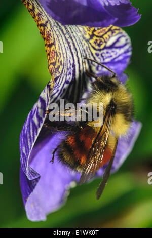 Hummel auf Iris Blume Stockfoto