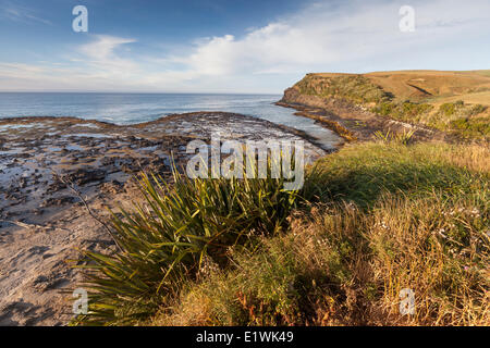 Neuseeland-Flachs in der Curio Bay in den Catlins auf der Nordinsel Neuseelands