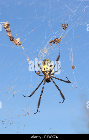 GROßE SPINNE ON WEB. NEPHILA FENESTRATA, Golden Orb Spider, Südafrika Stockfoto