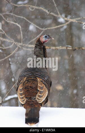 Wilder Truthahn, Meleagris Gallopavo. Winter, Muskoka, Ontario, Kanada Stockfoto