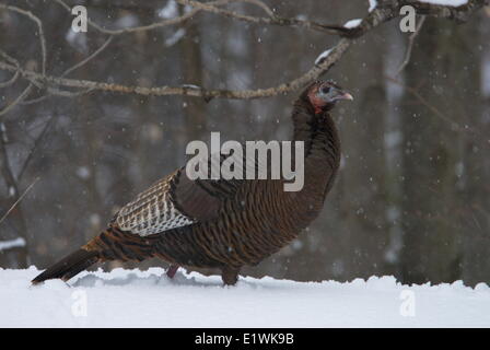 Wilder Truthahn, Meleagris Gallopavo. Winter, Muskoka, Ontario, Kanada Stockfoto