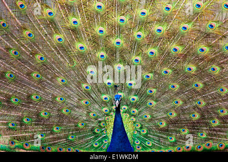 Pfau im Assiniboine Park Zoo, Winnipeg, Manitoba, Kanada Stockfoto