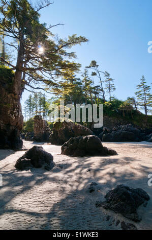 Meer-Stacks auf den Strand von San Joseph Bay in Cape Scott Provincial Park an der Nordspitze von Vancouver Island, BC Stockfoto