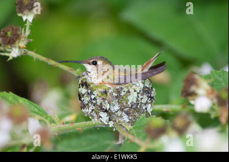 Rufous hat zwei humming Bird (Selasphorus Rufus) Jungvögel im Nest. Ladner, Britisch-Kolumbien Stockfoto