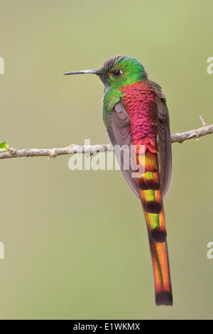 Rotschwanz-Comet (Sappho Sparganura) thront auf einem Ast in Bolivien, Südamerika. Stockfoto