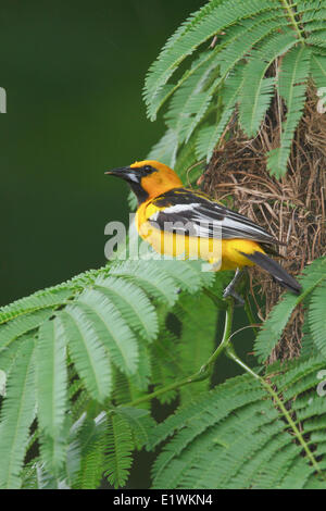 Streifen-backed Oriole (Ikterus Pustulatus) thront auf einem Ast am Standort Nest in Costa Rica. Stockfoto