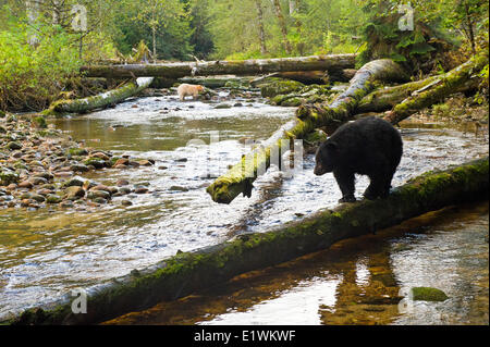 Kermode "Spirit" Bär, Ursus Americanus Kermodei und schwarzer Bär Ursus Americanis, Great Bear Rainforest, Britisch-Kolumbien Stockfoto