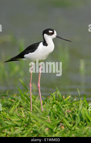 Schwarzhals-Stelzenläufer (Himantopus Mexicanus) Fütterung am Ufer eines Flusses in Costa Rica, Zentralamerika. Stockfoto