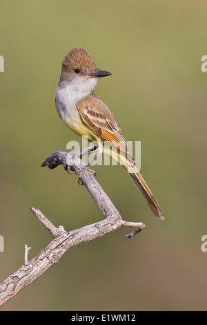 Brown-crested Flycatcher (Myiarchus Tyrannulus) thront auf einem Ast in Süd-Arizona, USA. Stockfoto