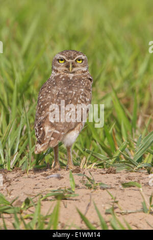 Kanincheneule (Athene Cunicularia) thront auf dem Boden in Bolivien, Südamerika. Stockfoto