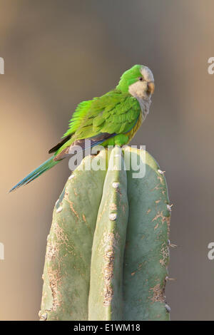 Cliff Parakeet (Myiopsitta Luchsi) thront auf einem Kaktus in Bolivien, Südamerika. Stockfoto