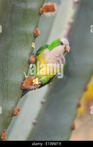 Cliff Parakeet (Myiopsitta Luchsi) thront auf einem Kaktus in Bolivien, Südamerika. Stockfoto