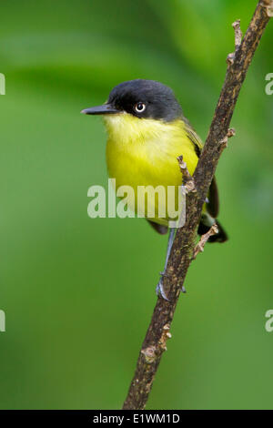 Gemeinsamen Tody Flycatcher (Todirostrum Nigriceps) thront auf einem Ast in Costa Rica, Zentralamerika. Stockfoto