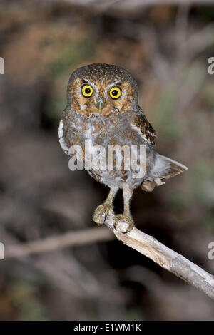 Elf-Eule (Micrathene Whitneyi) thront auf einem Ast in Süd-Arizona, USA. Stockfoto