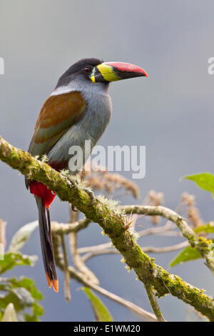 Grau-breasted Mountain-Toucan (Andigena Hypoglauca) thront auf einem Ast in Ecuador, Südamerika. Stockfoto