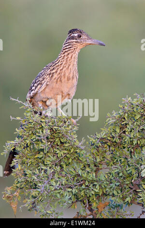 Größere Roadrunner (Geococcyx Californianus) thront auf einem Ast in Süd-Arizona, USA. Stockfoto