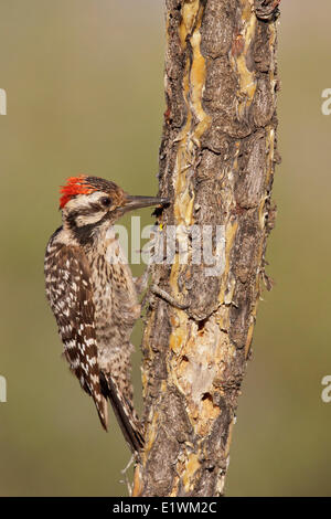 Ladder-Backed Specht (Picoides Scalaris) thront auf einem Ast in Süd-Arizona, USA. Stockfoto